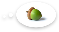 Acorn